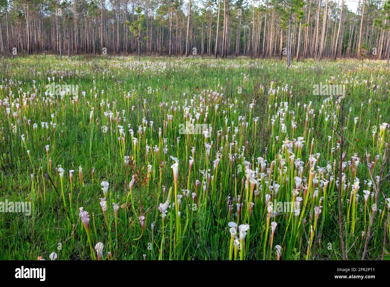 Planta de engarzadora de carmesí o de cubierta blanca (Sarracenia leucophylla), panhandle occidental, Florida, Alabama oriental, EE.UU., Por James D Coppinger/Dembinsky Foto Foto de stock