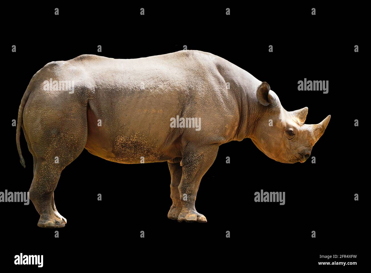 Un rinoceronte negro. Estos rinocerontes negros tienen dos cuernos. Sobre un fondo negro Foto de stock