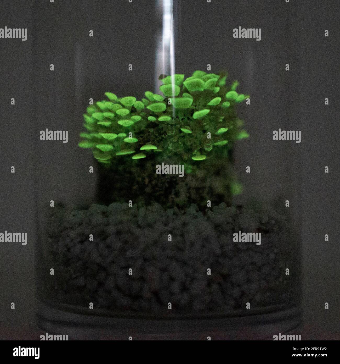 Setas bioluminiscentes verdes En el tarro de vidrio, estas setas se cultivaron a partir de una torta de micelium de P stiticus. Foto de stock