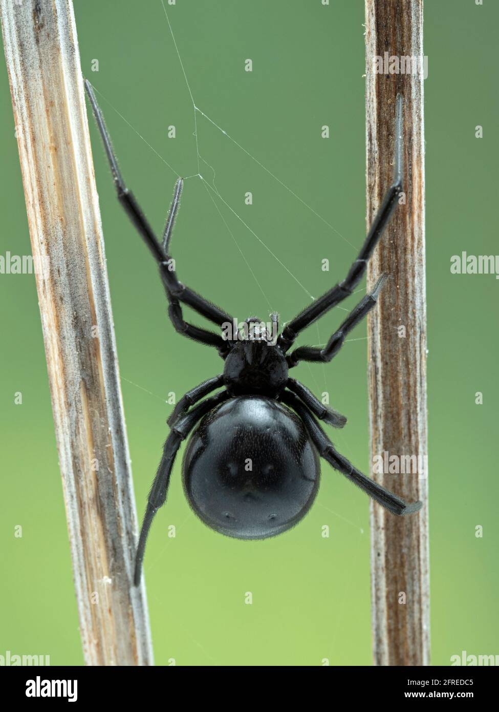 Vista dorsal de una araña viuda negra occidental femenina (Latrodectus  hesperus) subiendo sobre una red entre dos palos Fotografía de stock - Alamy