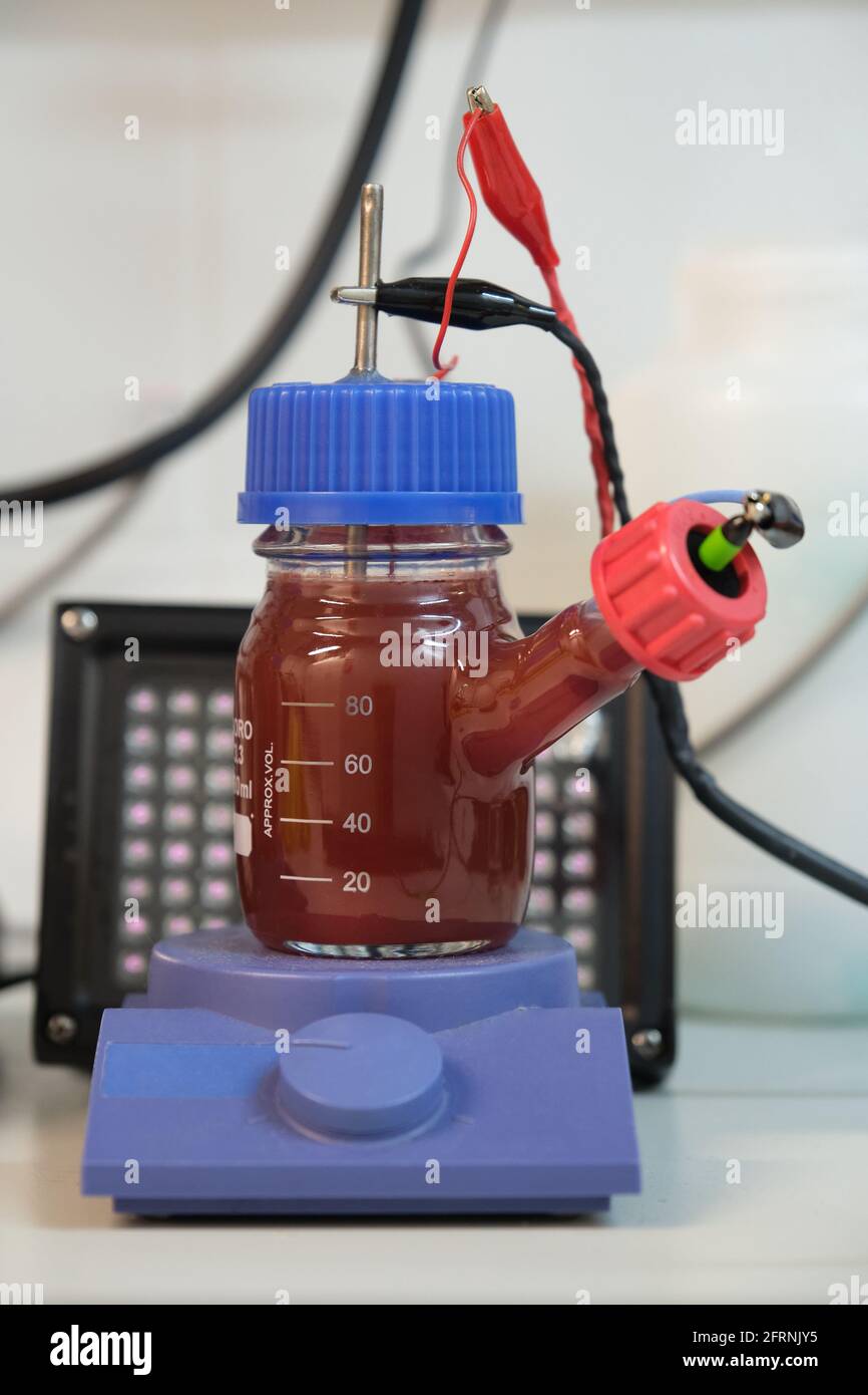 Cultivos de fotobacterias rojas y moradas anaeróbicas en una celda de combustible microbiana, iluminada con iluminadores de infrarrojos. Microorganismos anaeróbicos. Foto de stock
