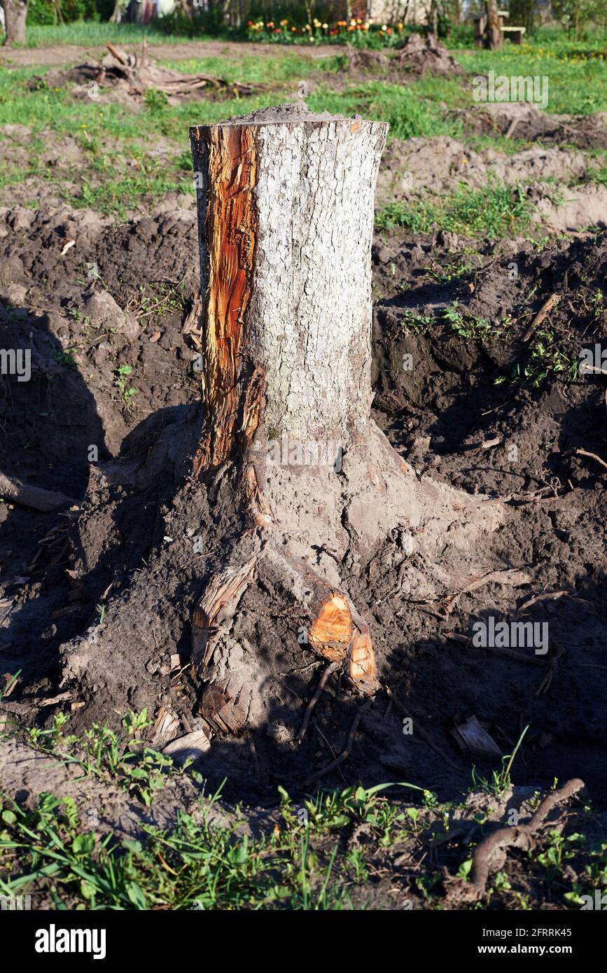 Desarraigo de árboles para el uso agrícola de la tierra, extracción de  árboles, desarrollo de nuevos territorios Fotografía de stock - Alamy