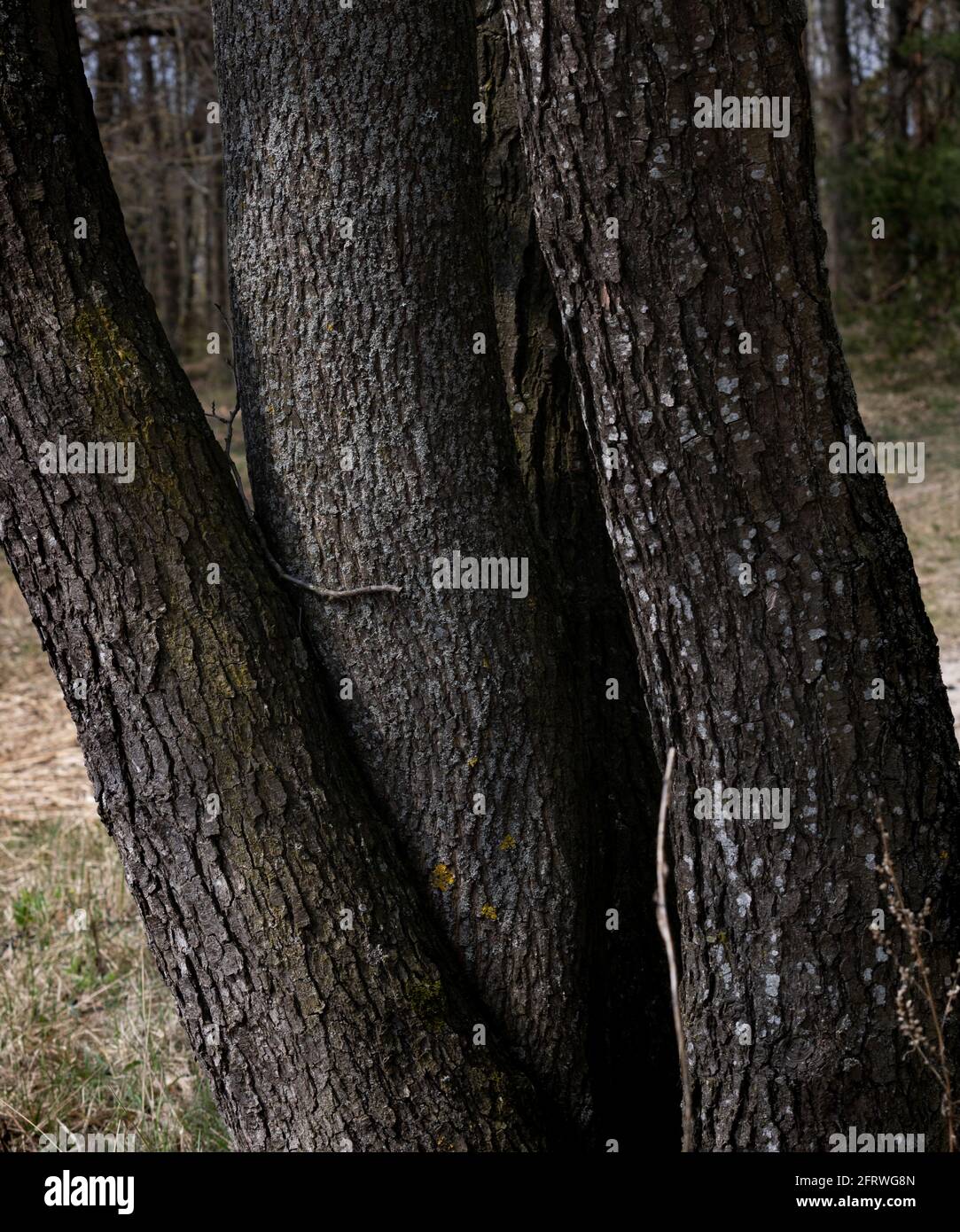 Cuatro árboles viejos en el bosque, creciendo desde una raíz, entrelazados como serpientes. Negro, verde, gris y musgo. El sol brilla en ellos. Foto de stock