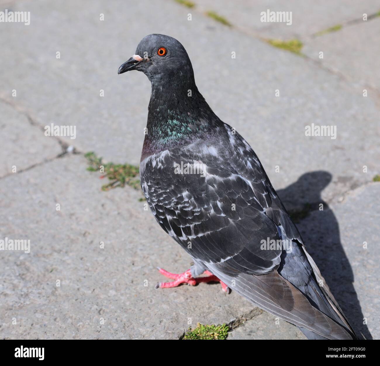 Grasa paloma urbano en la plaza de la ciudad europea en busca de migajas de pan Foto de stock