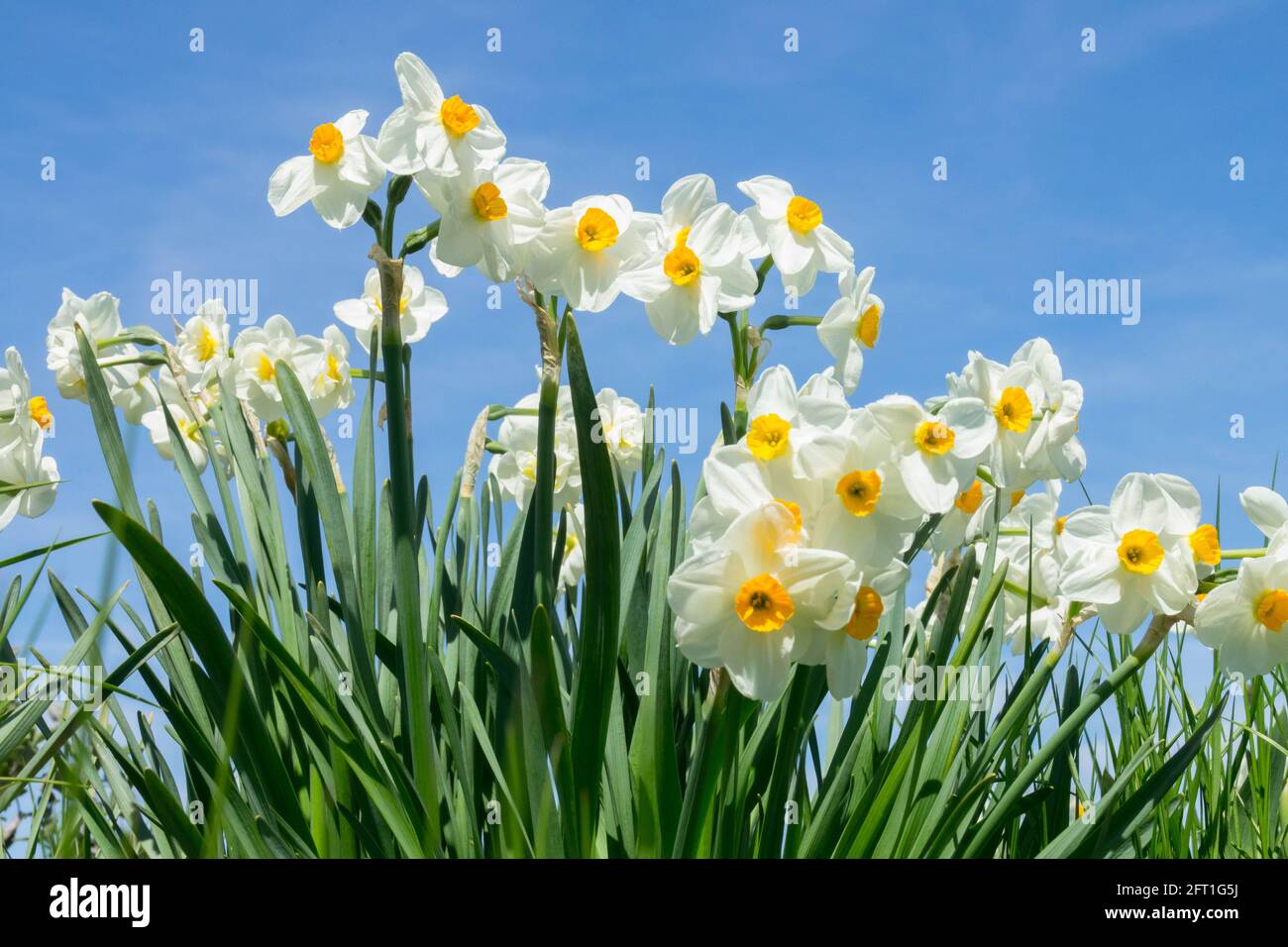 Los narcisos blancos primaverales contra el cielo azul Foto de stock