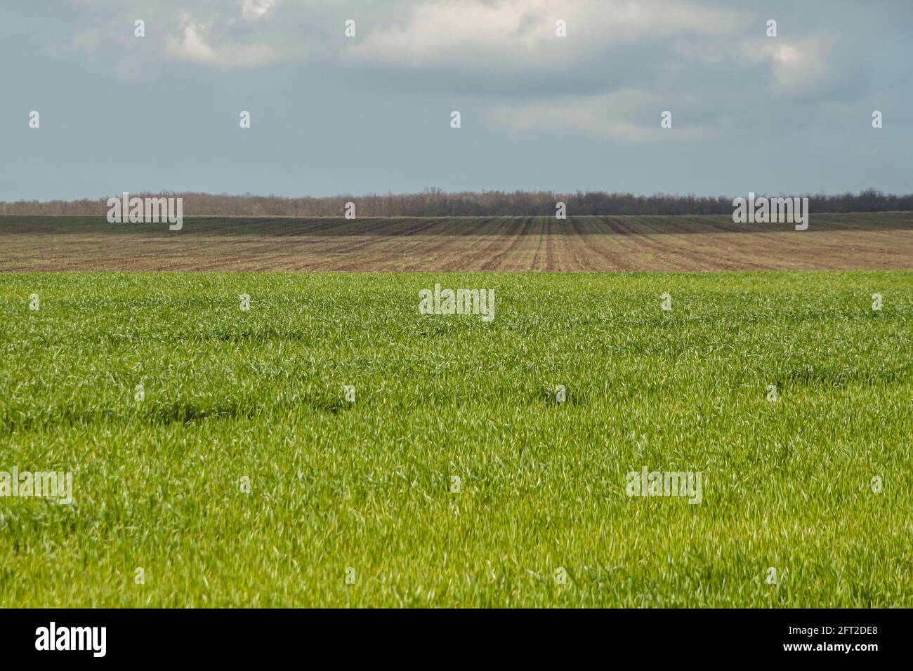 La mitad del campo se siembra con trigo verde joven, y la otra parte se