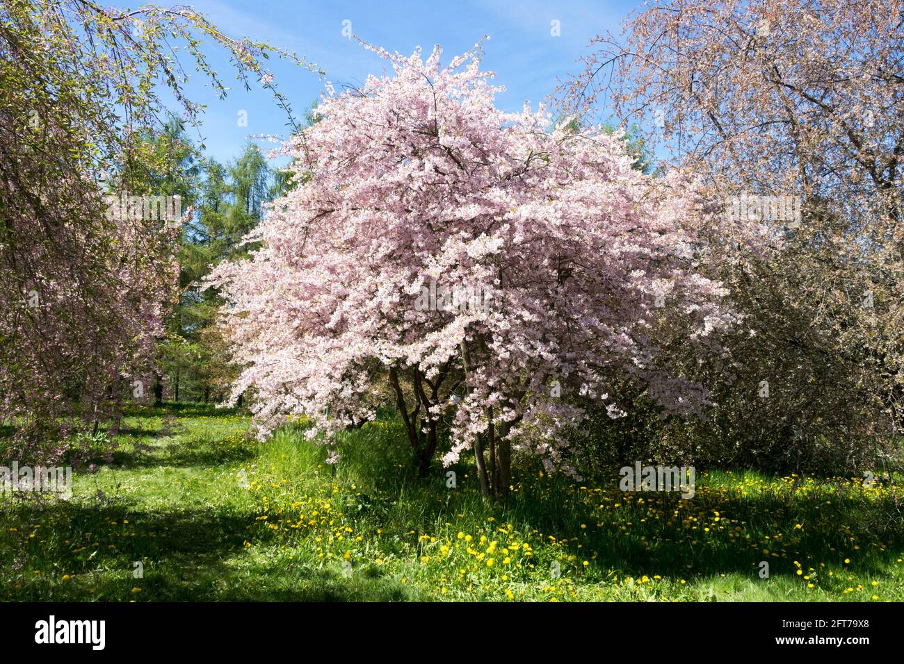Prunus Incisa Balerina rosa Jardín de Primavera Pradera Buen clima Foto de stock