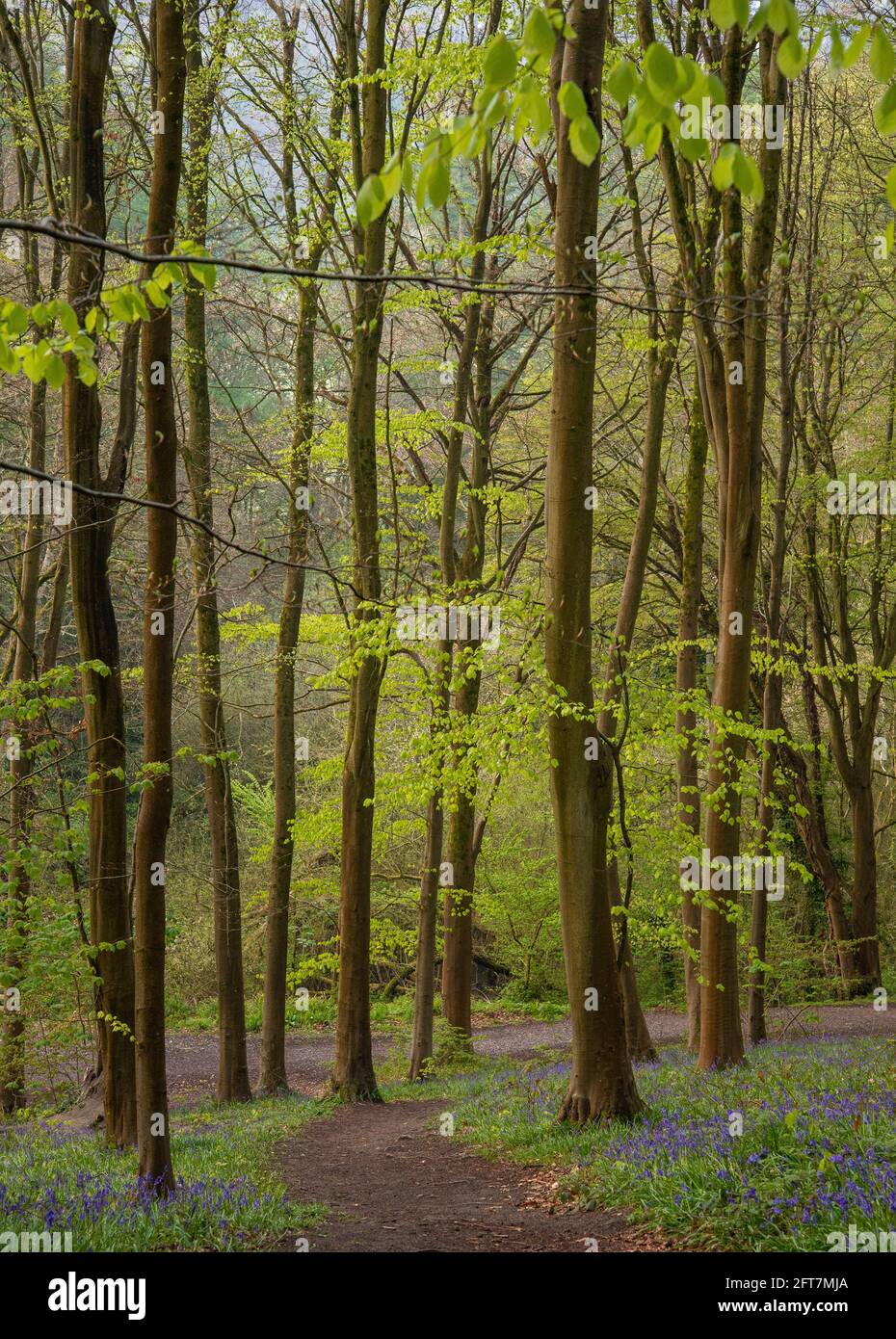 Bluebell Woods. Bluebell Woodland en Erlestoke Woods Wiltshire UK Foto de stock