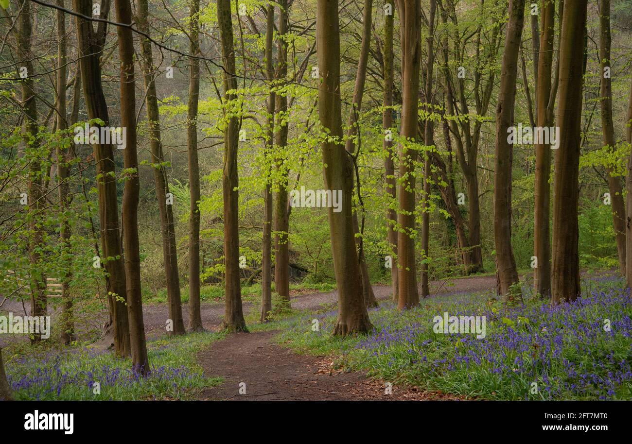 Bluebell Woods. Bluebell Woodland en Erlestoke Woods Wiltshire UK Foto de stock