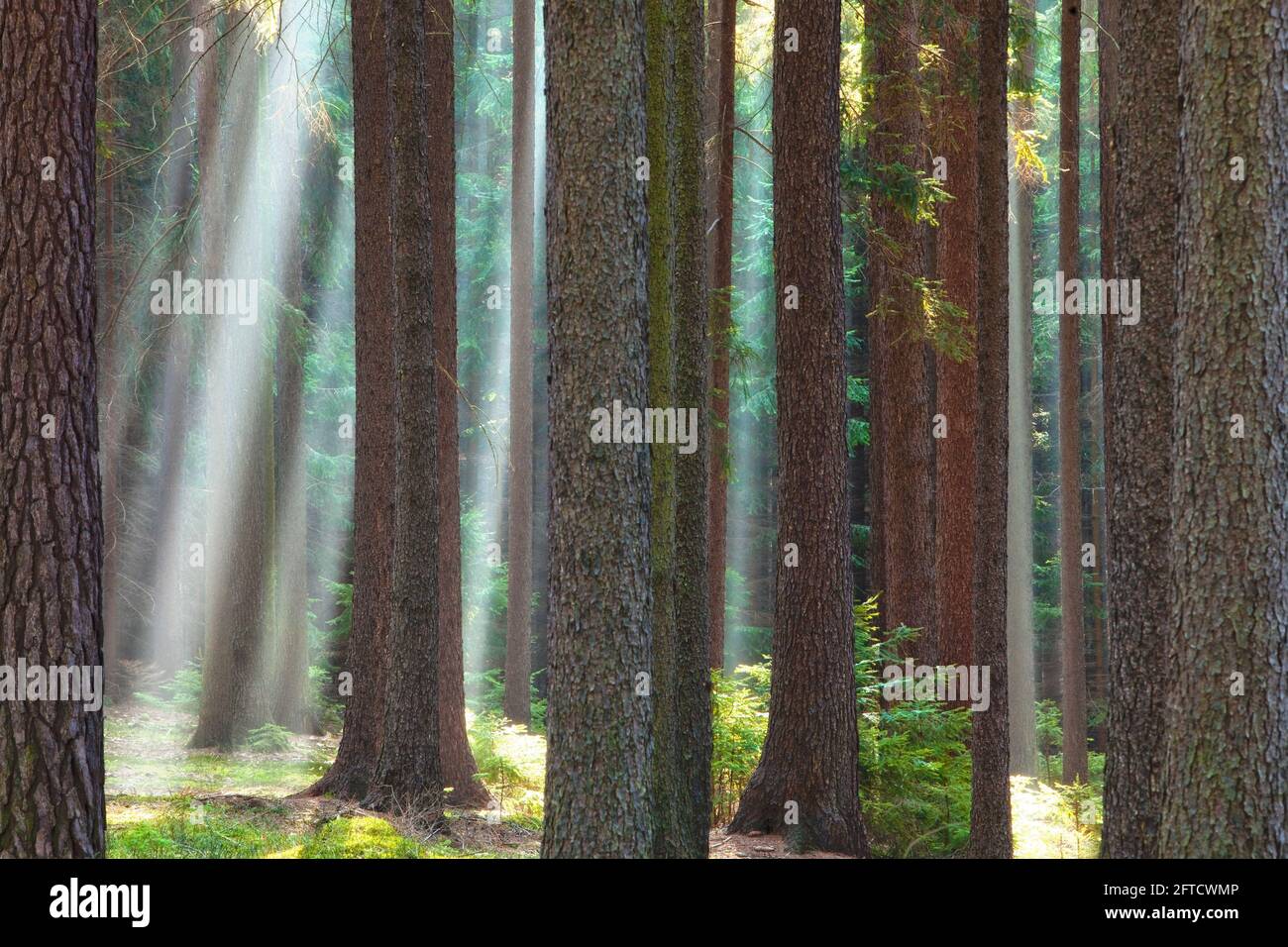 Escena forestal con rayos de sol brillando a través de las ramas. Foto de stock