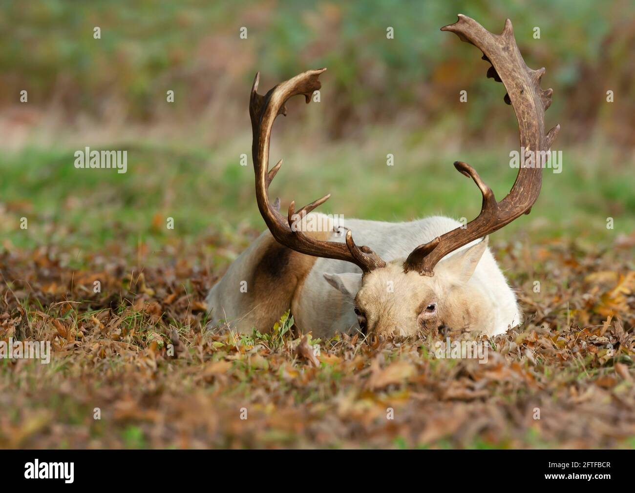 Primer plano de un ciervo alcaciado acostado en el suelo en otoño, Reino Unido. Foto de stock