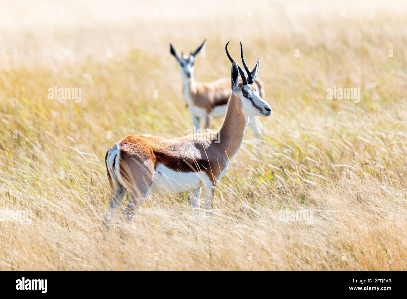 Un par de impala de cara negra en sabana africana Foto de stock