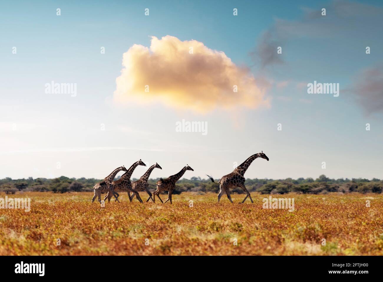 Familia Giraffe en hierba amarilla seca de sabana africana Foto de stock