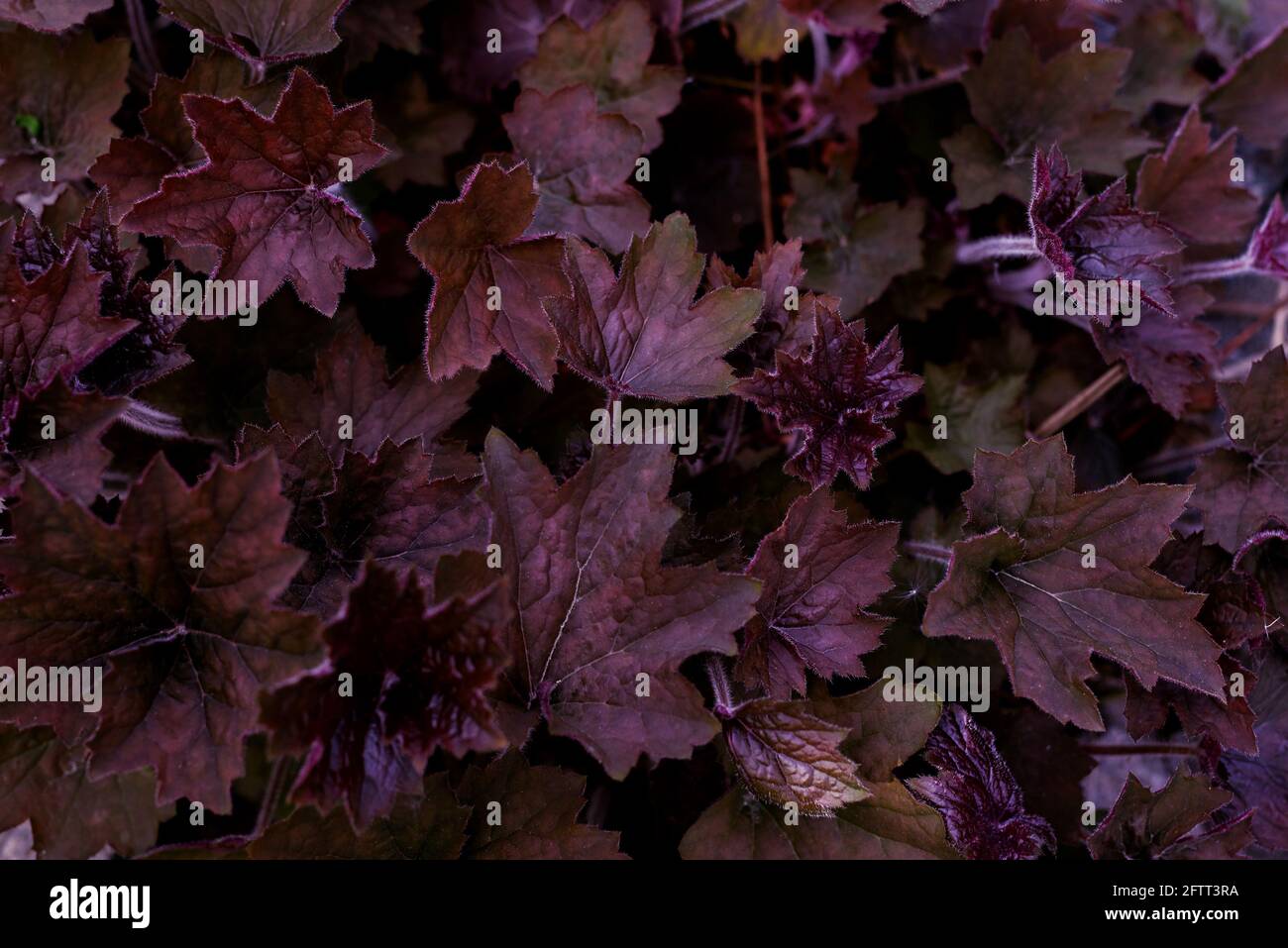 El púrpura profundo deja el fondo del patrón natural. Textura de hojas violeta. Foto de stock