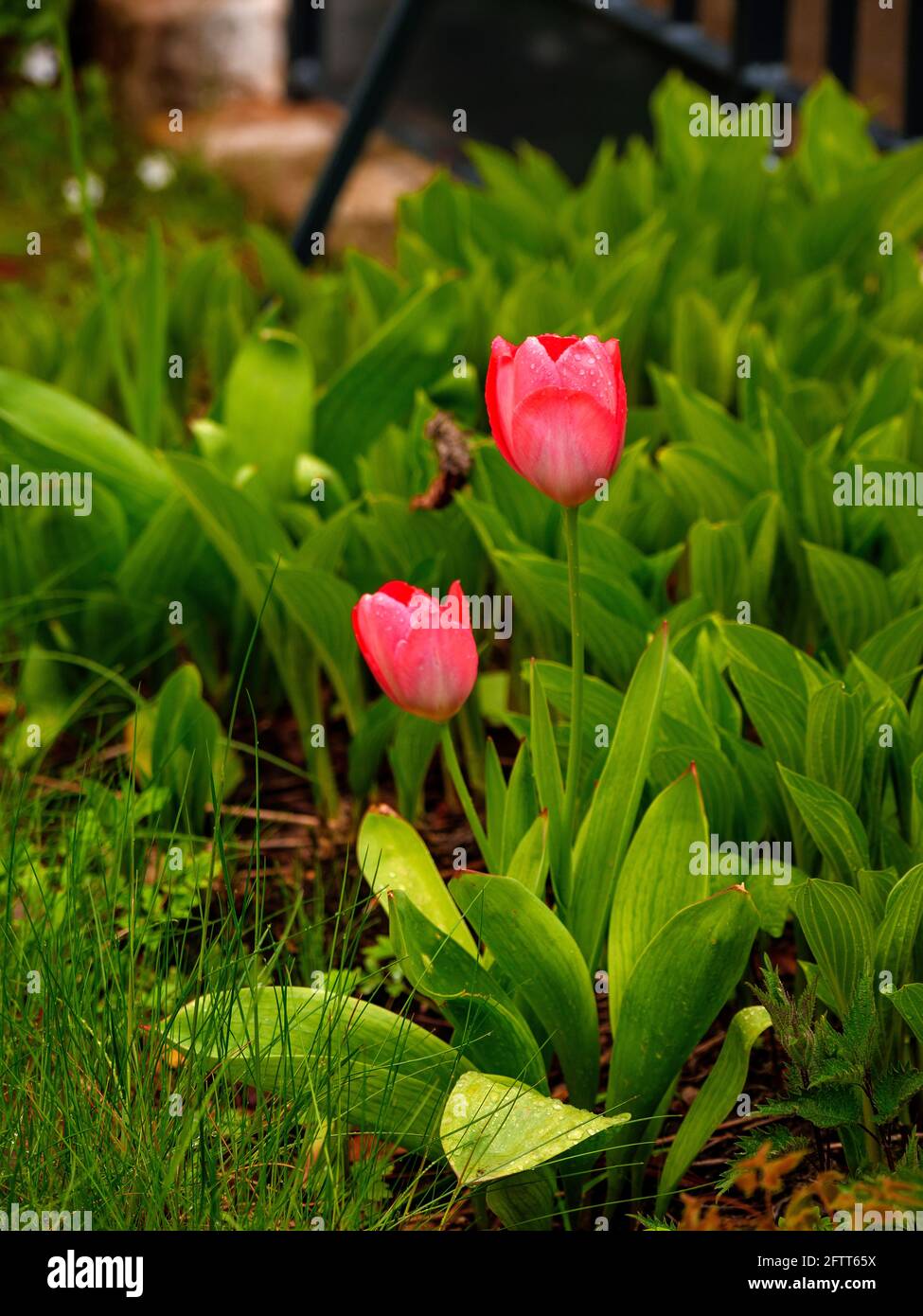Tulipanes en el jardín delantero, Curschmann St. En Hamburgo-Hoheluft-Ost, Alemania, Europa Foto de stock