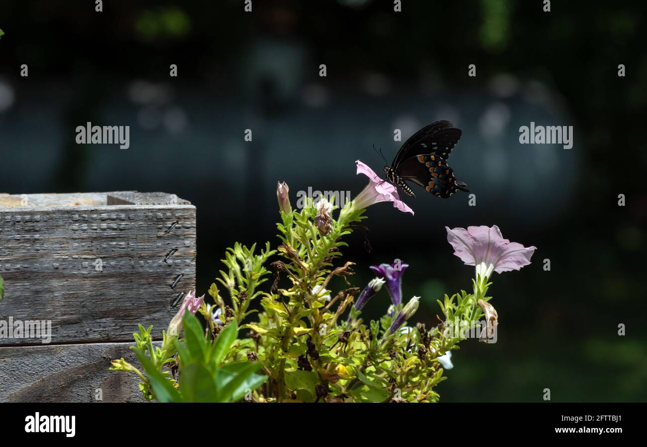Esta mariposa negra de cola de cisne disfruta del néctar jugoso de una planta de petunia rosa bonita en una terraza trasera en Missouri. Fondo desenfocado. Foto de stock