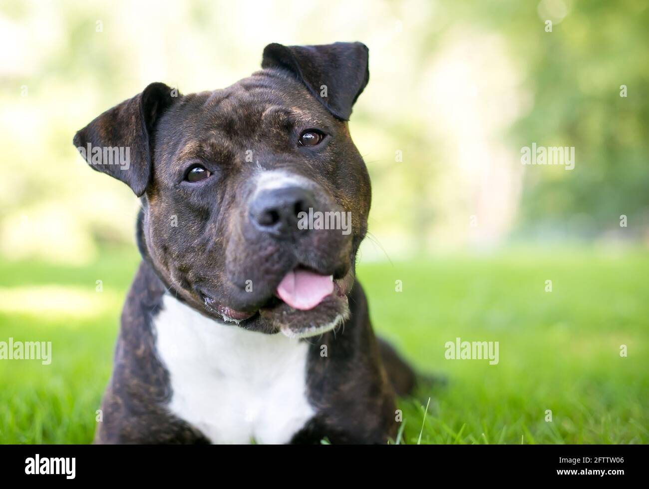 Un perro de raza mixta Staffordshire Bull Terrier escuchar con una  inclinación de la cabeza Fotografía de stock - Alamy