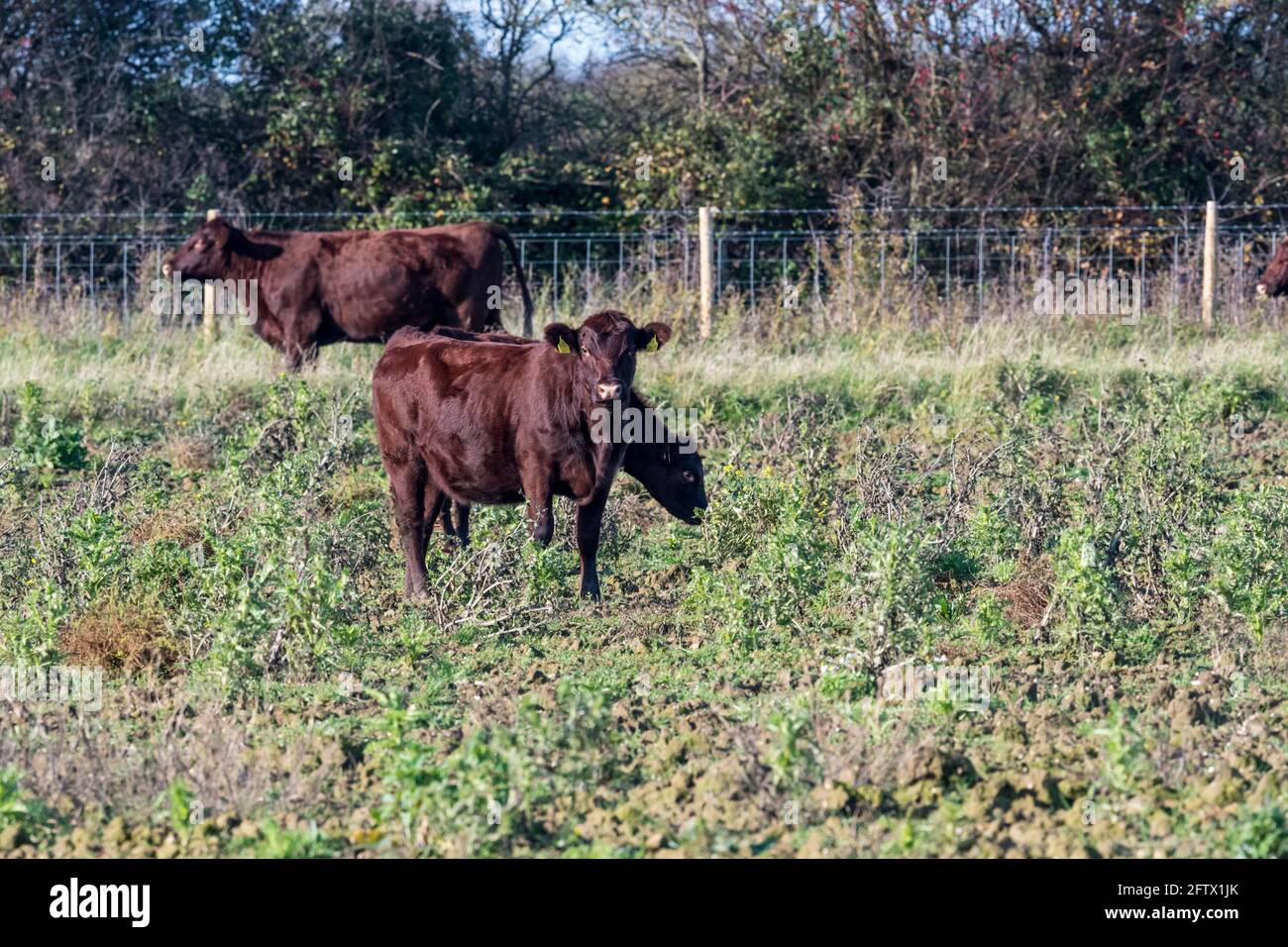 Vacas y géfseres de la Red Poll presentaron al proyecto de remarchitamiento de Ken Hill como animales de pastoreo de conservación. Foto de stock