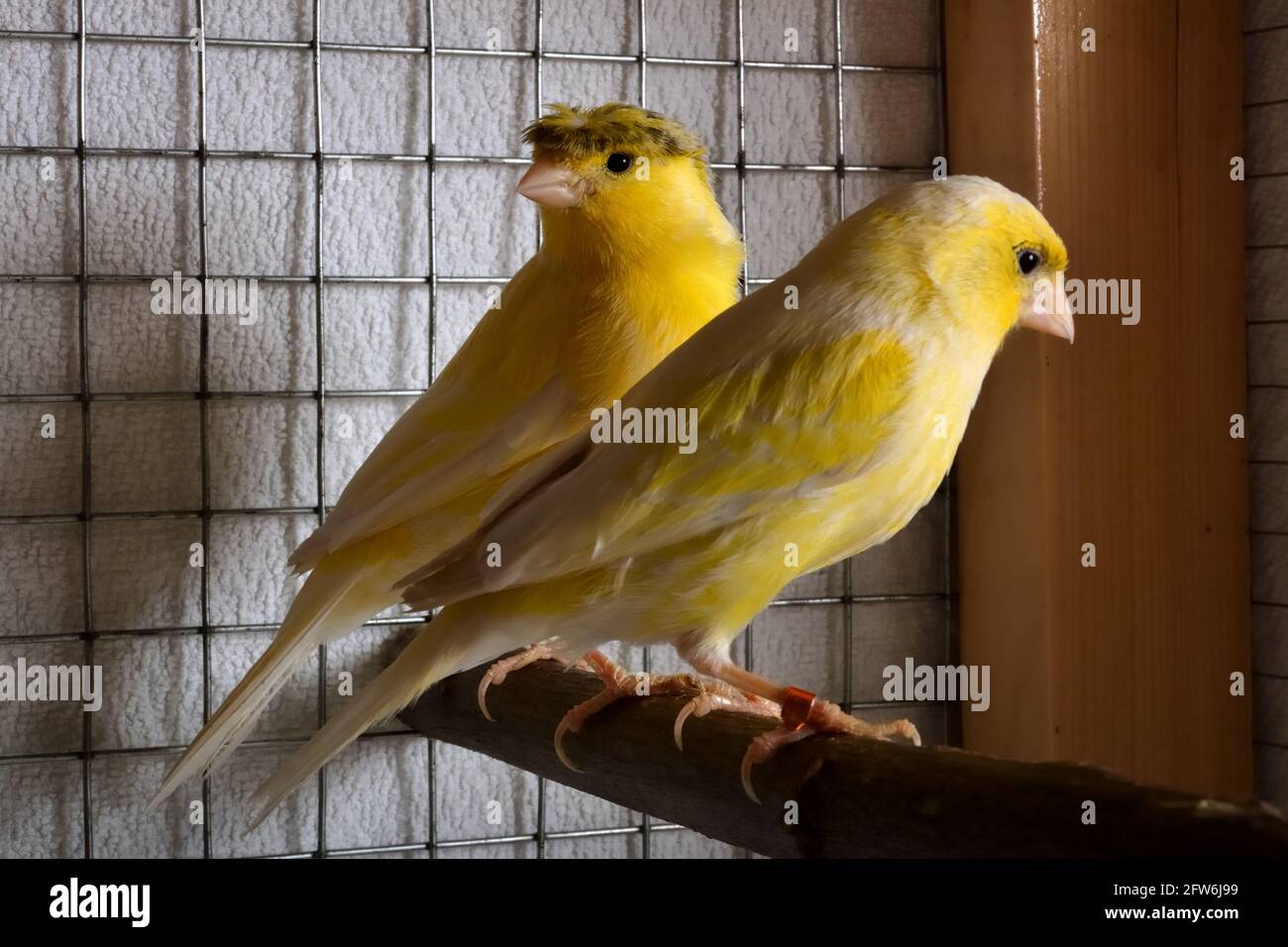 Macho de cresta y hembra amarilla canaria de pie en una rama en una jaula  cubierta con una manta. Primer plano de aves exóticas, enfoque selectivo  Fotografía de stock - Alamy