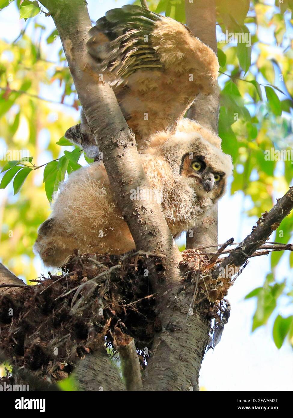 Gran Horne Búho bebé sentado en el nido de árbol y practicando el vuelo, Quebec, Canadá Foto de stock
