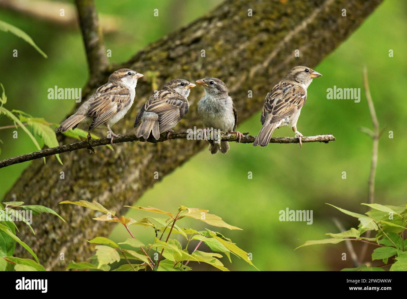 Cuatro gorriones de la casa (Passer domesticus), aves Foto de stock
