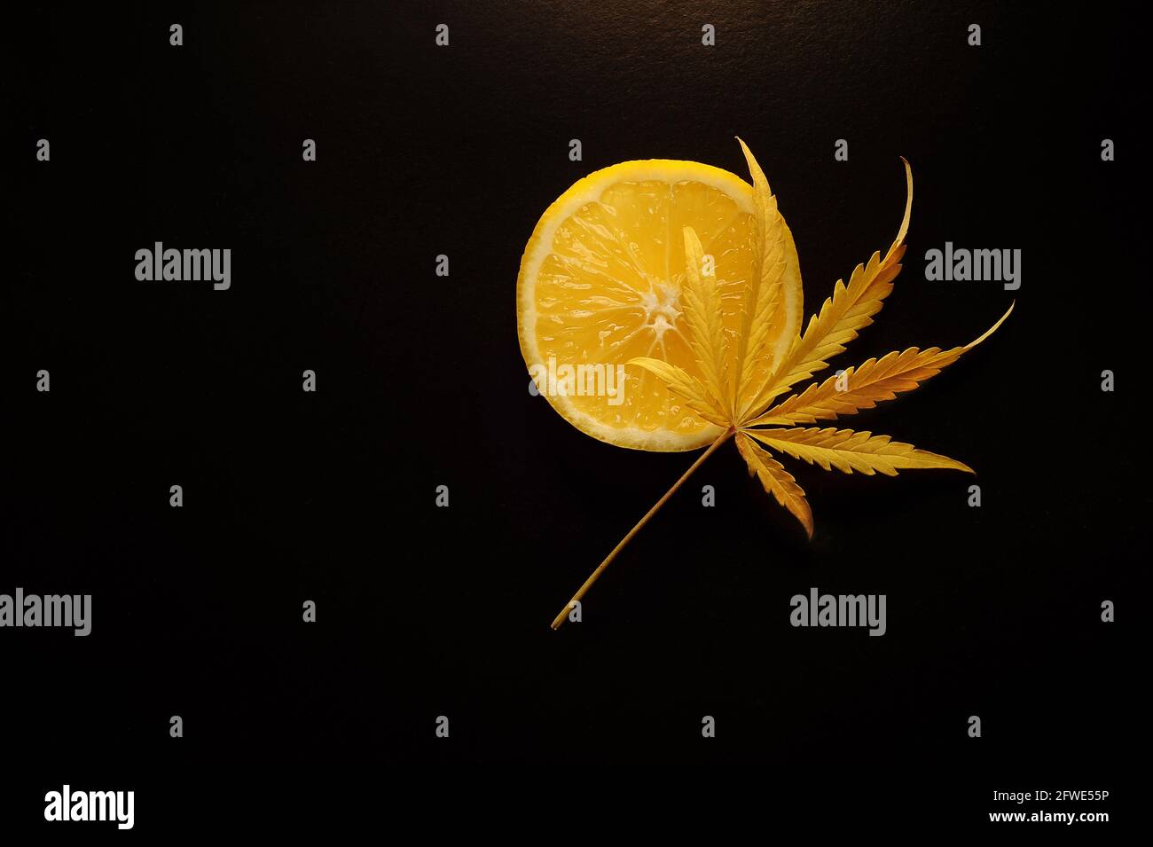 Cannabis con sabor a limón. Hoja de marihuana fresca sobre fondo negro