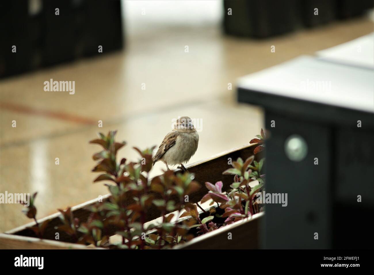 Sparrow se sienta en una caja de flores entre mesas de madera mientras está lloviendo Foto de stock