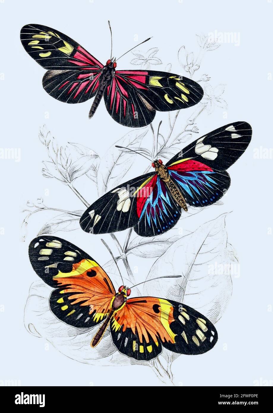 Estampados de mariposas vintage Foto de stock