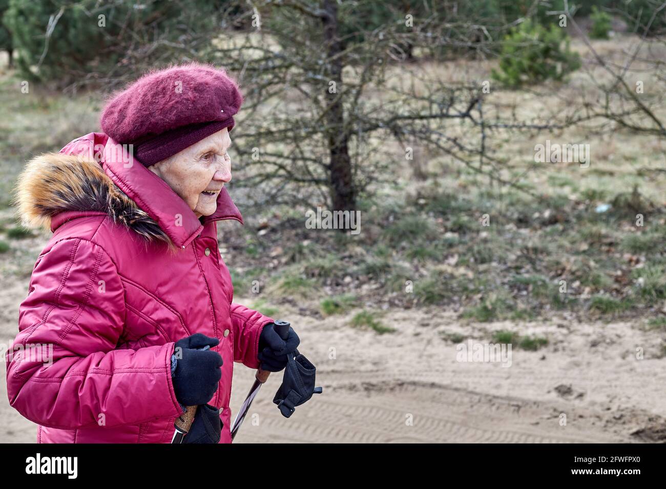 mujer mayor en chaqueta cálida rosa senderismo con palos de trekking en los  pinos jóvenes Fotografía de stock - Alamy
