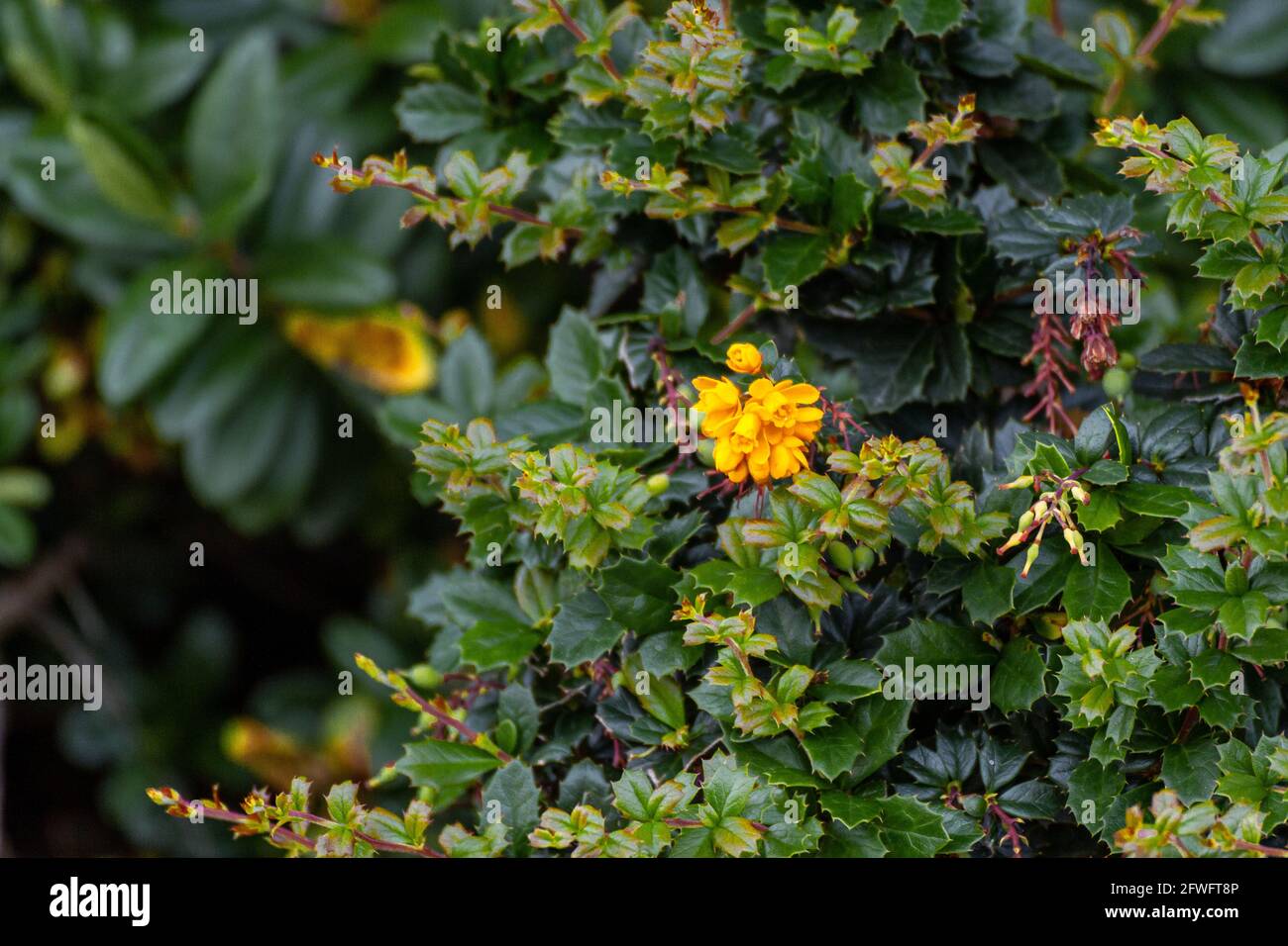 Primer plano de un grupo de pequeñas flores amarillas en un arbusto espinoso y verde Foto de stock