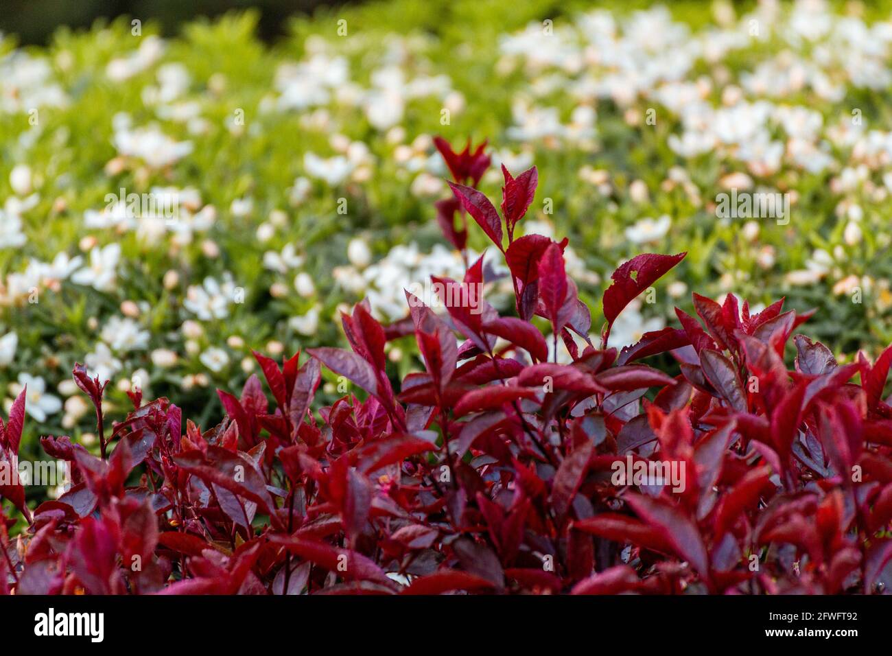 Primer plano de un grupo de hojas rojas y se tuerce un fondo borroso de arbustos verdes con flores blancas en un día soleado Foto de stock