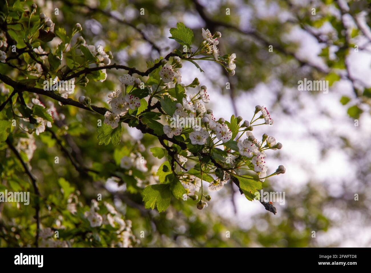 Primer plano de flores blancas en las ramas de un árbol en un soleado día de primavera Foto de stock