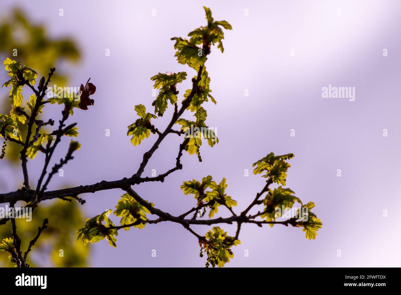 Primer plano de un grupo de hojas verdes retroiluminadas en el rama de un árbol contra un cielo claro Foto de stock