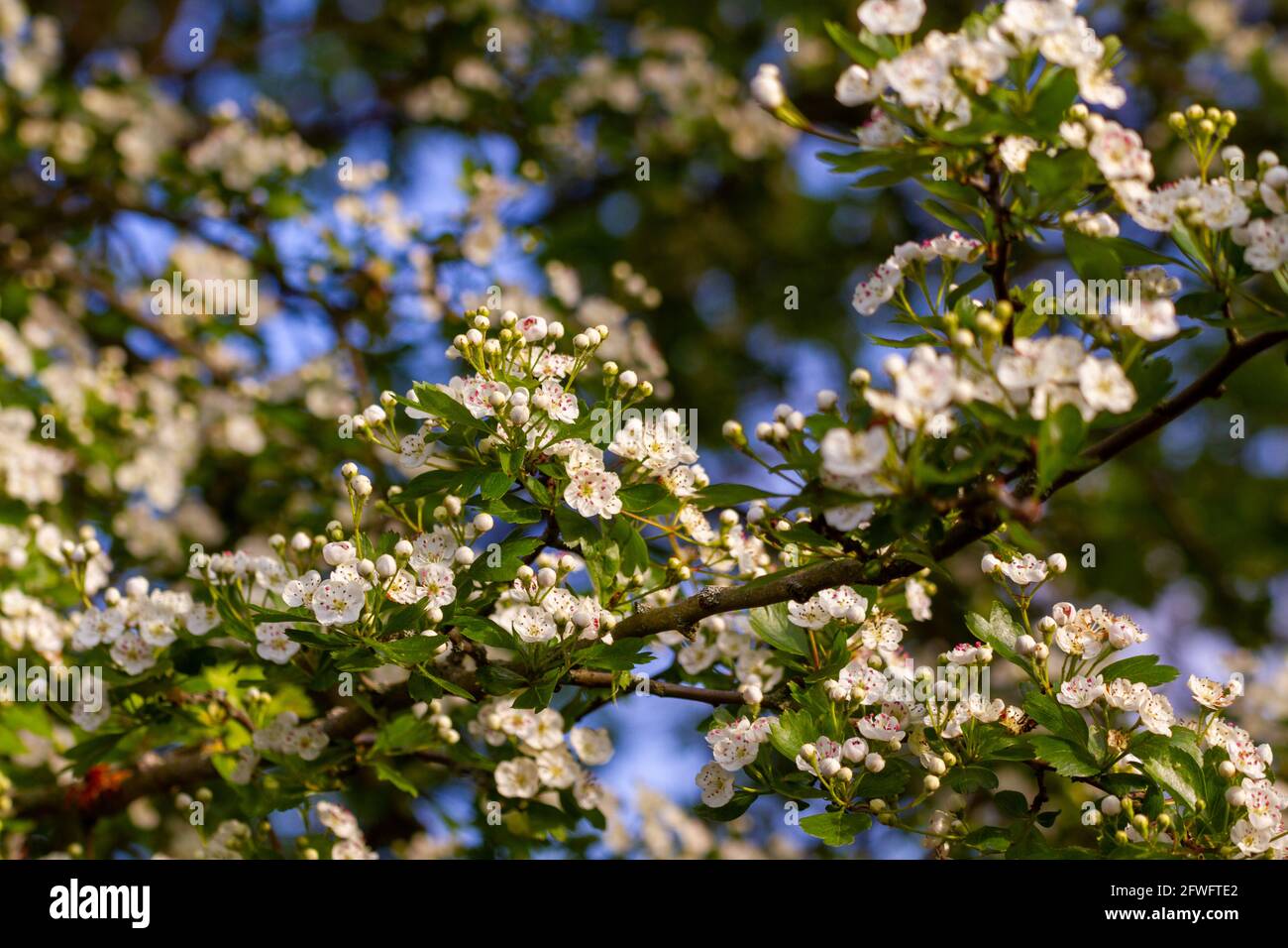 Primer plano de flores blancas en las ramas de un árbol en un soleado día de primavera Foto de stock