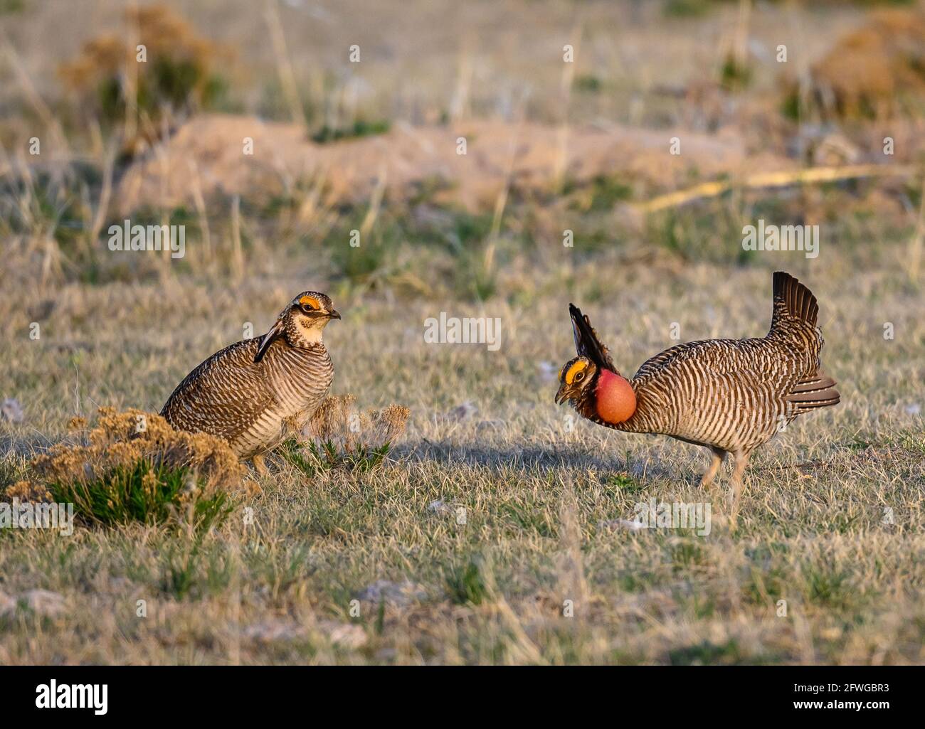 Dos pollos machos rivales de la Pradera Menor (Tympanuchus pallidicinctus) que se enfrentan en la exhibición del cortejo en su lek. Smoky Valley Ranch, Kansas, Estados Unidos. Foto de stock