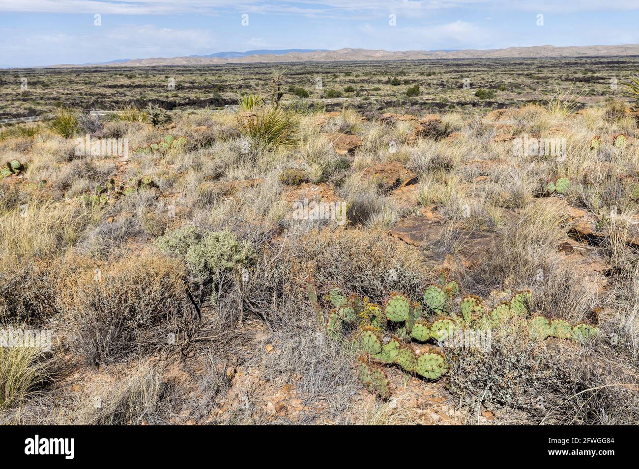 Terreno desértico con cactus en el antiguo flujo de lava, Valle de Fuego, Nuevo México, Estados Unidos Foto de stock