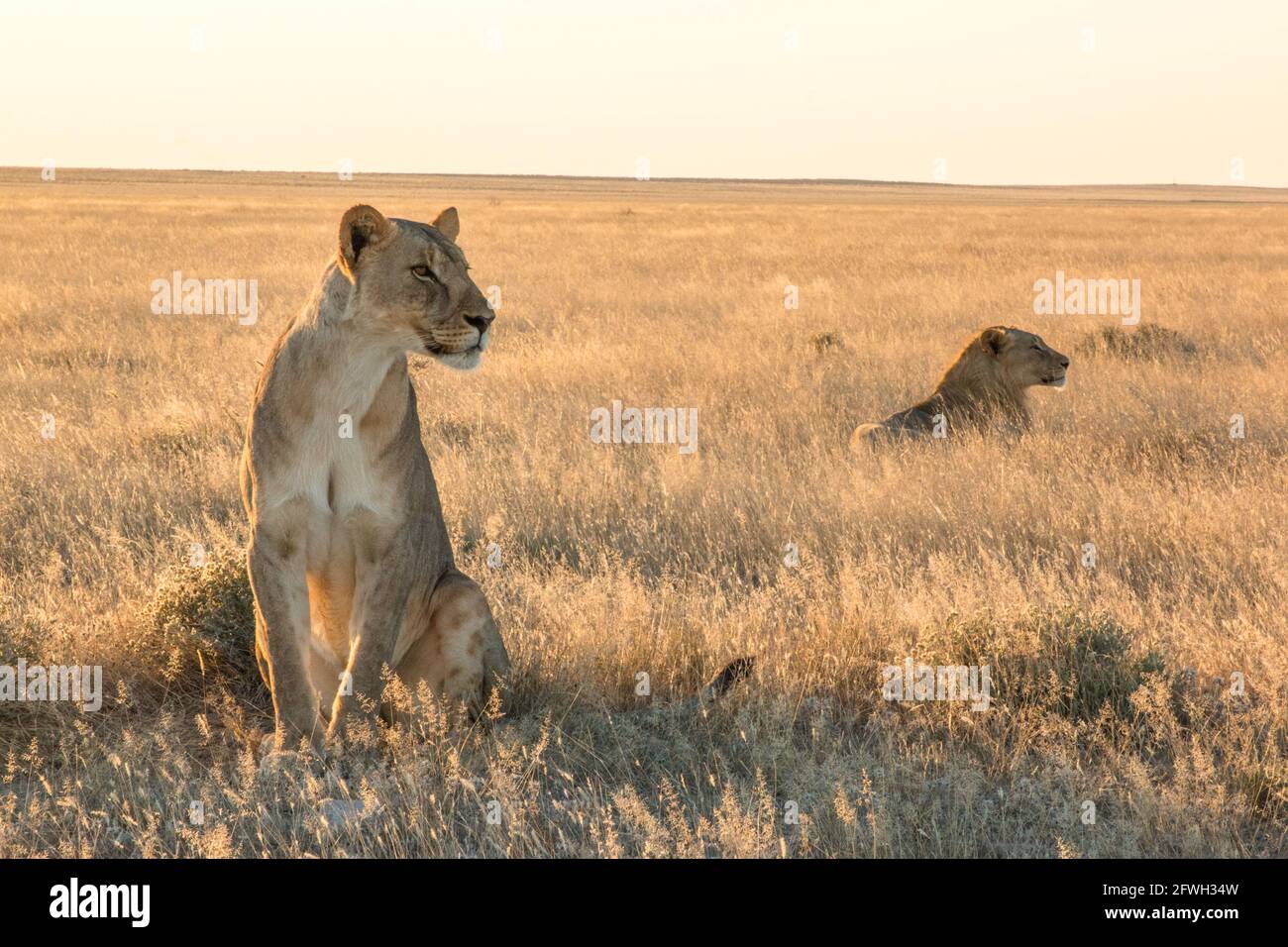 los leones del león okondeka se enorgullecen del parque nacional etosha Foto de stock
