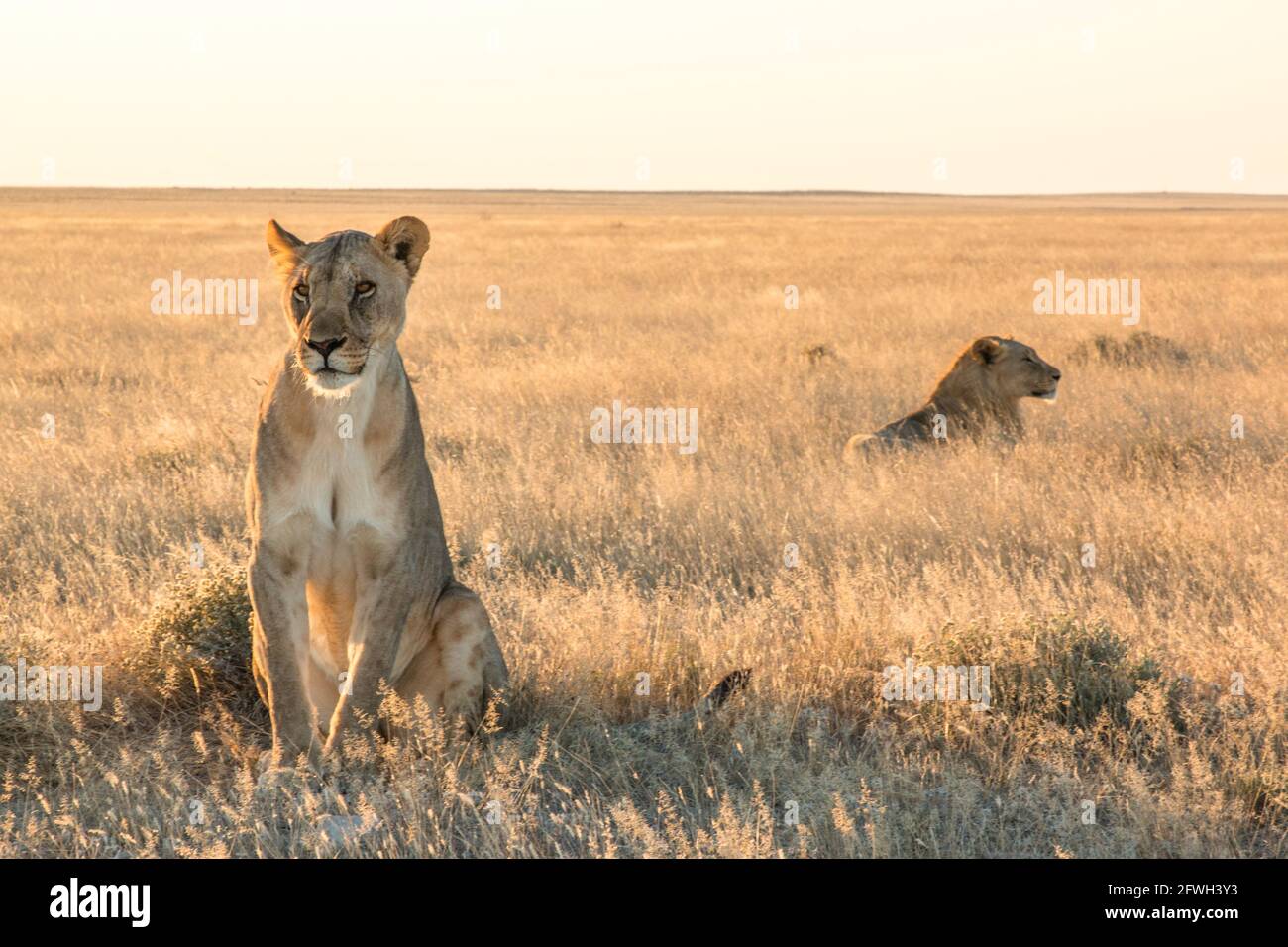 los leones del león okondeka se enorgullecen del parque nacional etosha Foto de stock
