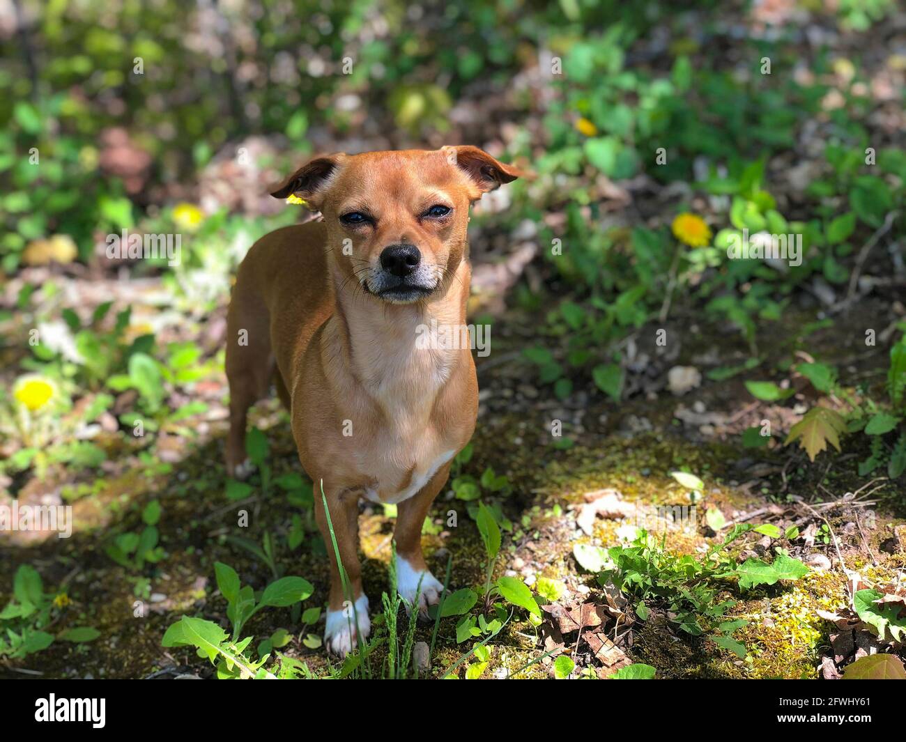 Chiweenie, un chihuahua y dachshund mezclan perro al aire libre entre la hierba y los dientes de león durante la primavera Foto de stock