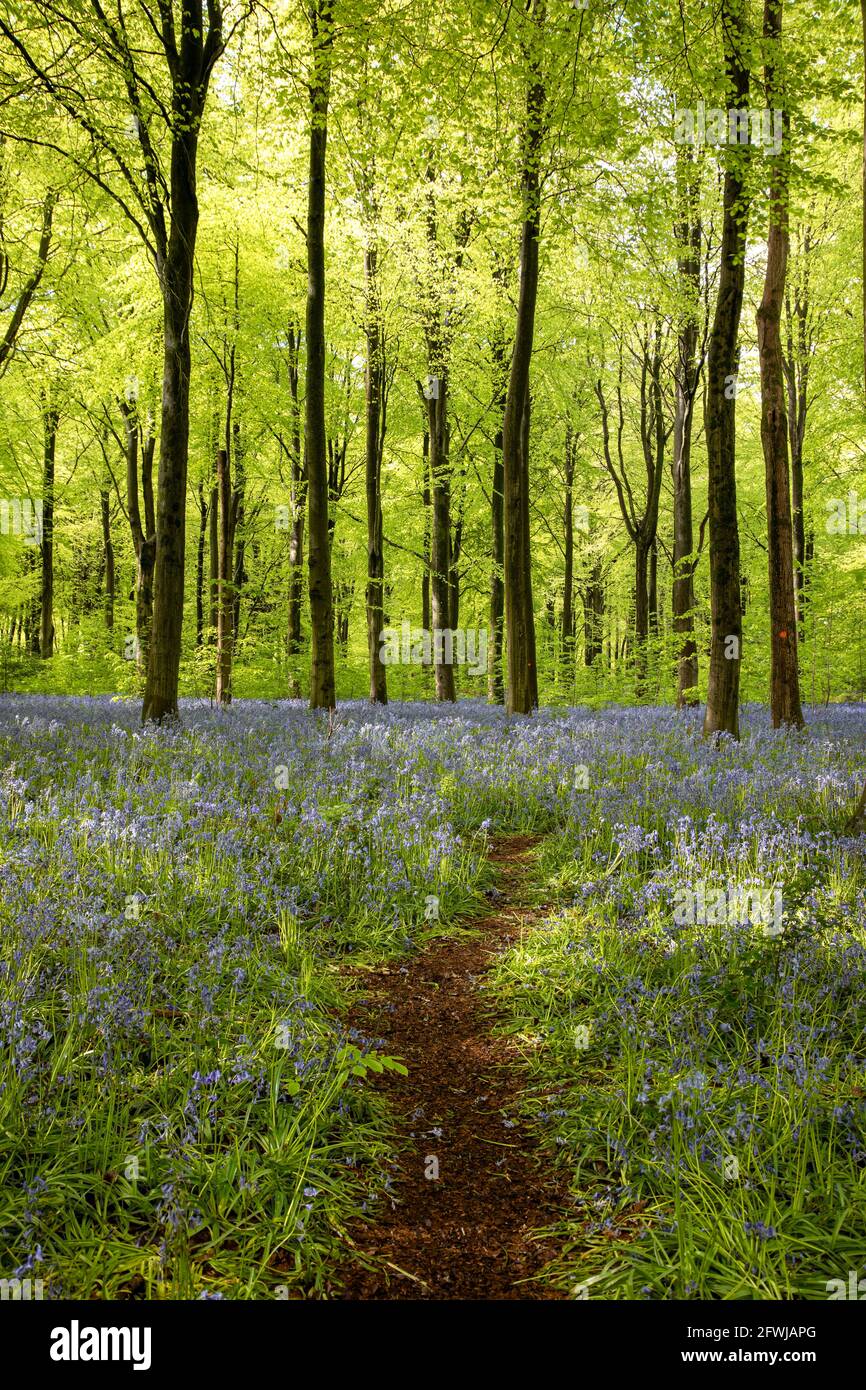 Camino que atraviesa el salvaje Bluebells - Hyacintoides no scripta en West Woods Bluebell wood, Marlborough, Wiltshire, Inglaterra, Reino Unido Foto de stock