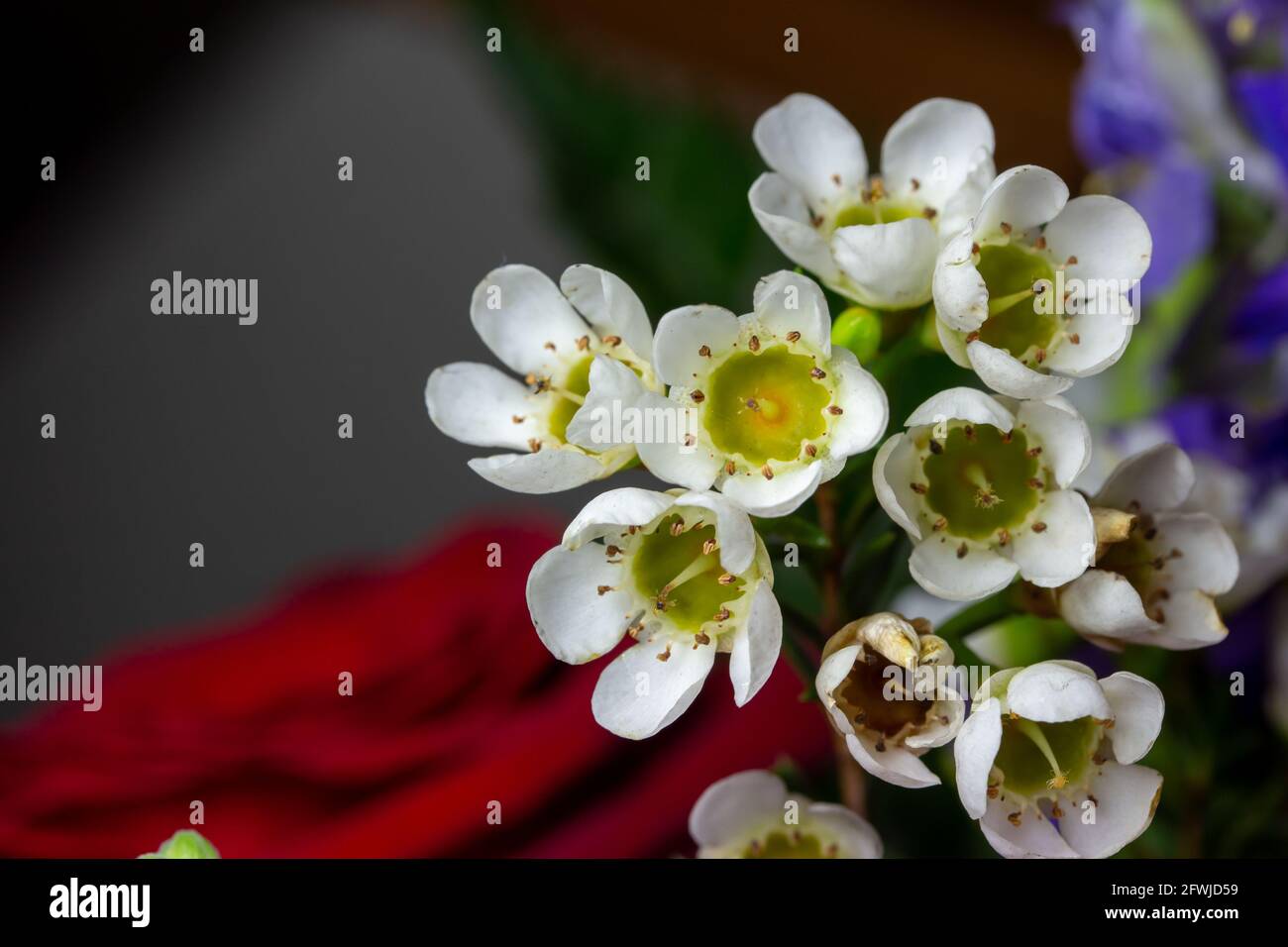 Macro vista de arte abstracto de diminuta flor de cera blanca florece en un  arreglo florero con un fondo desenfocado Fotografía de stock - Alamy