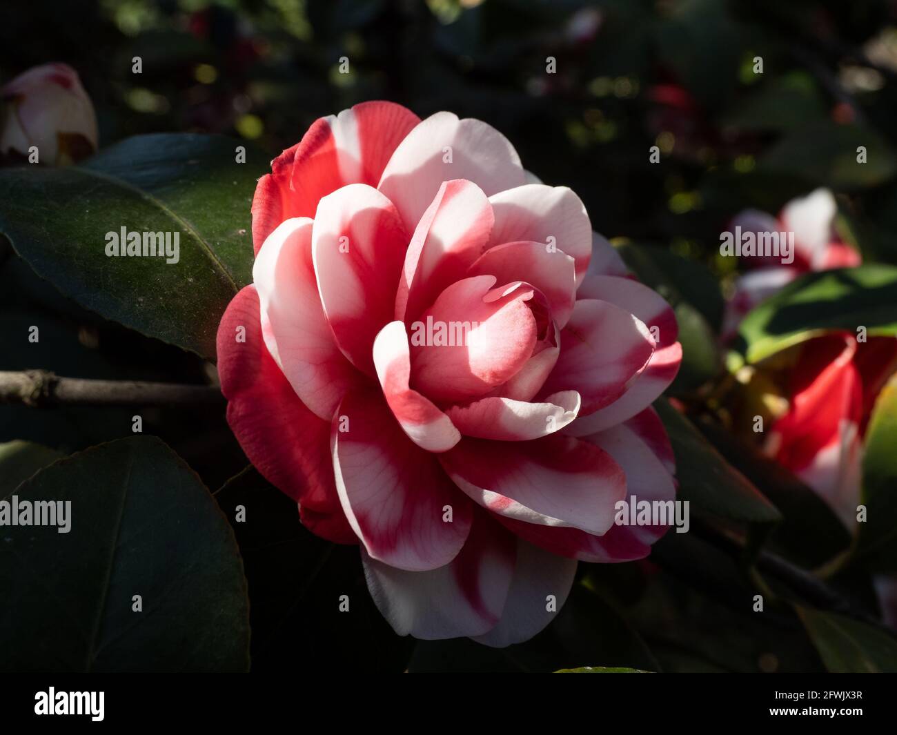 Una flor de una camelia 'Camellia Japonica' roja y blanca Fotografía de  stock - Alamy