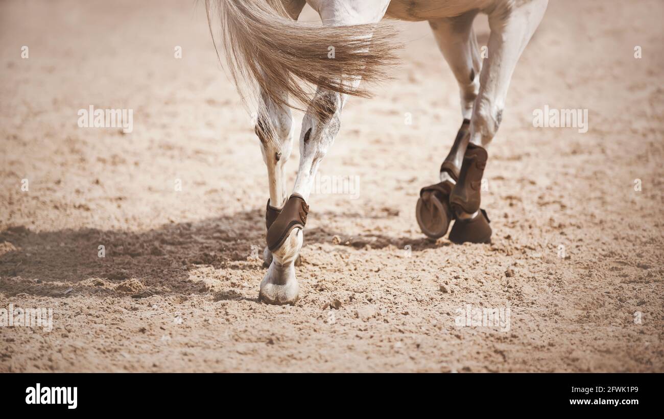 Una vista trasera de un caballo gris galopante, caminando con pezuñas en la arena de la arena, iluminada por la luz del sol. Deportes ecuestres. Foto de stock