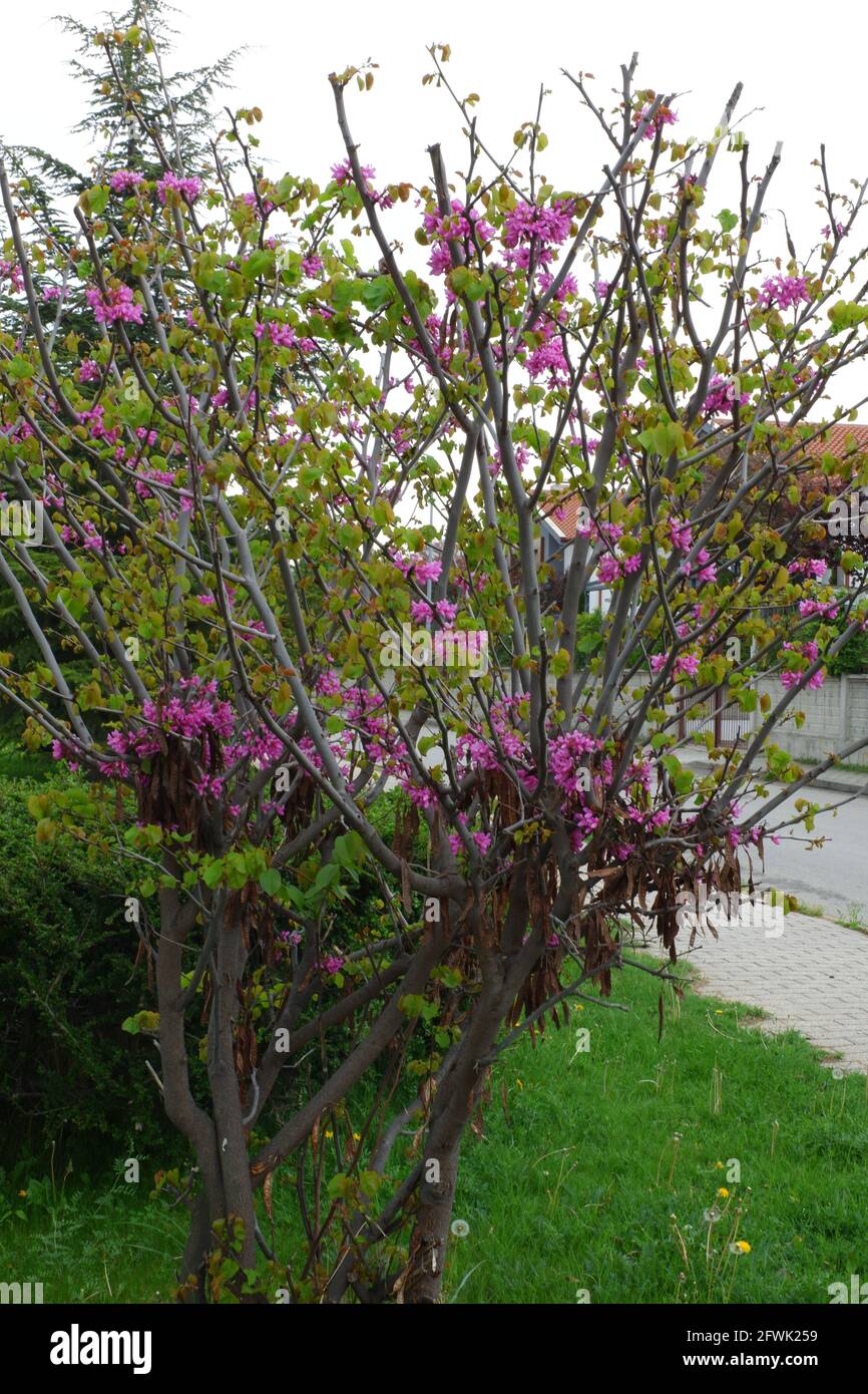 Pequeño árbol con flores moradas en flor en primavera Fotografía de stock -  Alamy