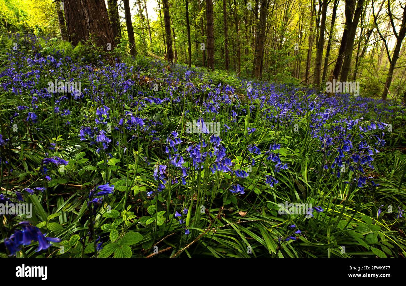 Belvoir, Leicestershire, Reino Unido. 23rd de mayo de 2021. Bluebells en bosques de Belvoir en Leicestershire. Neil Squires/Alamy Live News Foto de stock