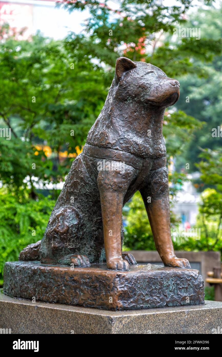 Tokio, Japón - 21 de junio de 2016: Estatua de hachiko en Shibuya, homenaje  al fiel perro Akita que esperó en la estación de Shibuya todos los días  para su maestro, incluso