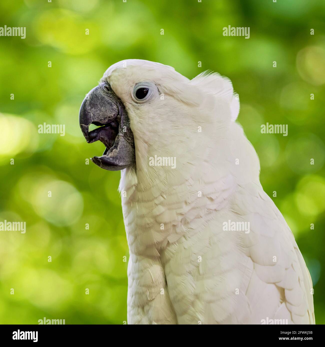 Animales Aves aves Picos pico loro azul pájaro animal animales de color  verde Fotografía de stock - Alamy