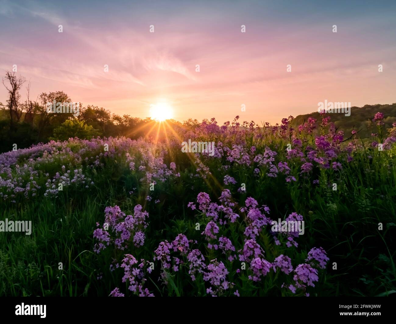 Amanecer sobre campo de flores fotografías e imágenes de alta resolución -  Página 3 - Alamy