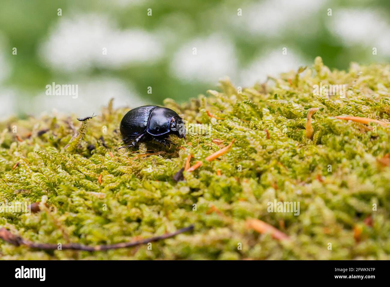 Un pequeño escarabajo negro (Geotrpes stercorarius) camina sobre musgo en su hábitat natural Foto de stock
