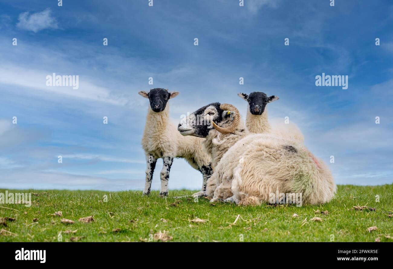 Tiempo de lamento en los valles de Yorkshire. Una oveja Swaledale en primavera con sus dos corderos gemelos de pie a su lado. North Yorkshire, Reino Unido Foto de stock